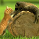 Кот в мешке
