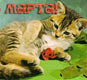 Открытки