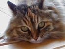 Котенок