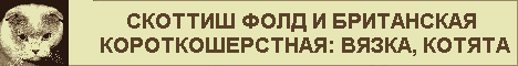 Скоттиш-фолд и британская короткошерстная: вязка, котята