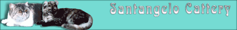 Santangelo Cattery - American Curls & Exotics in Ukraine