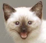 Сиамский кот